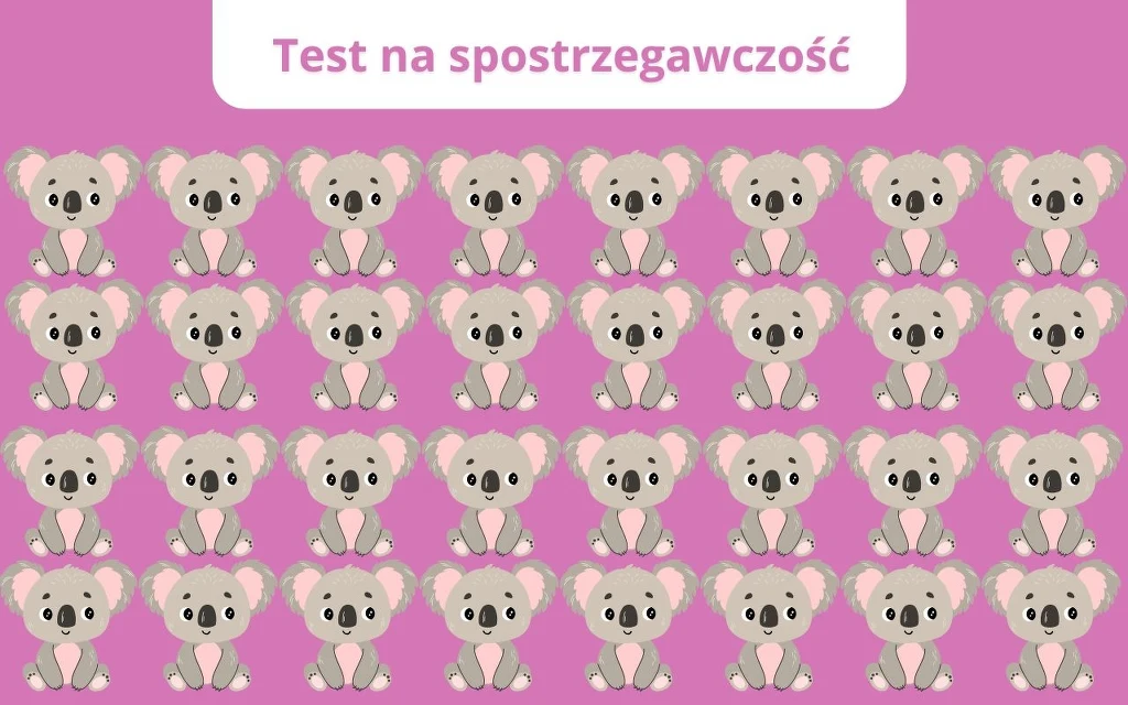 Test na dobry wzrok. Który koala jest inny?
