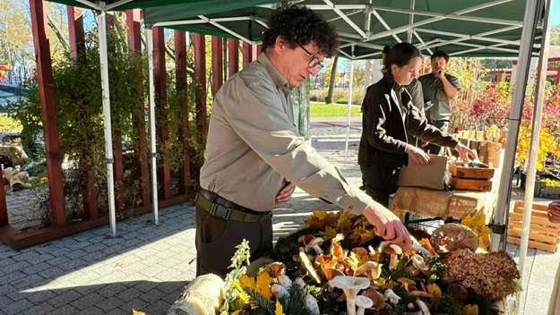 Stoisko pod namiotem prezentujące różnorodne grzyby, liście i dary lasu dekoracyjne, pracownik w mundurze leśnika wskazuje jeden z eksponatów, w tle druga osoba układa produkty na stole.