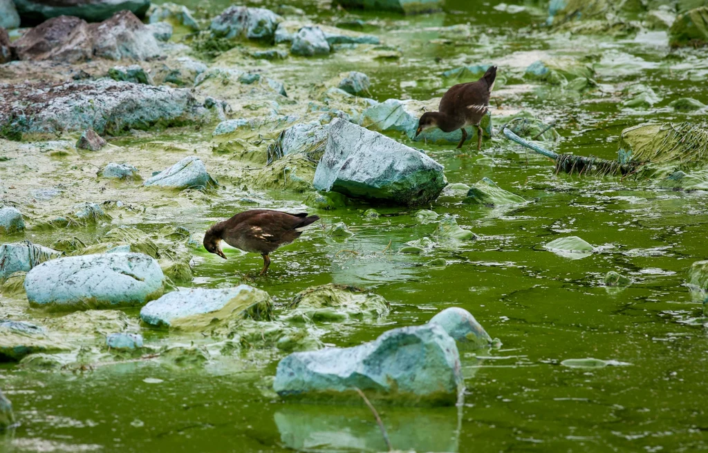To już trzeci rok z rzędu, kiedy zakwity toksycznych sinic pokrywają sporą część jeziora Lough Neagh