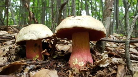 W lesie nietrudno o pomyłkę. Na tego grzyba lepiej uważać — jest silnie trujący