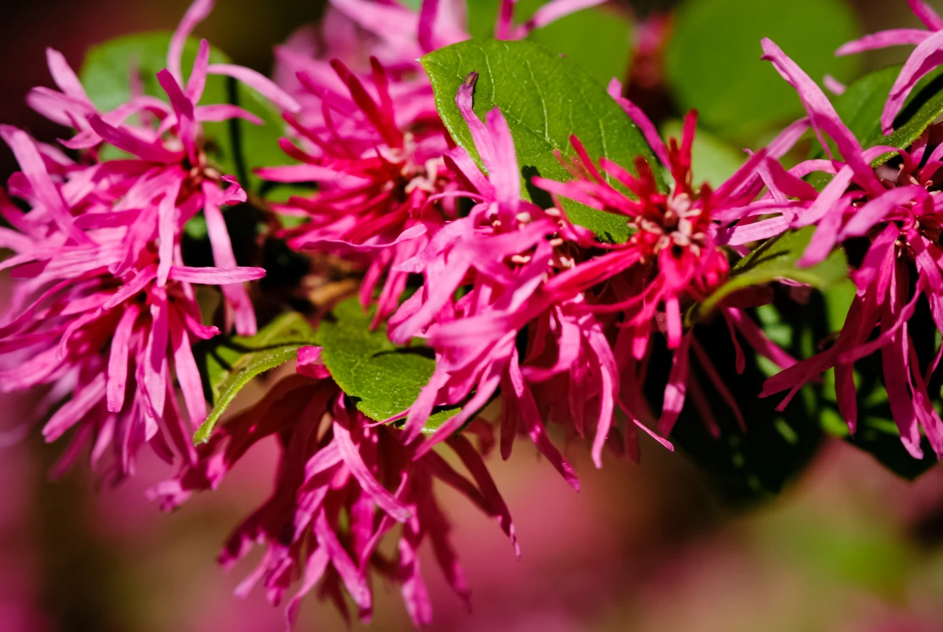 Loropetalum chińskie ma urokliwe, barwne kwiaty