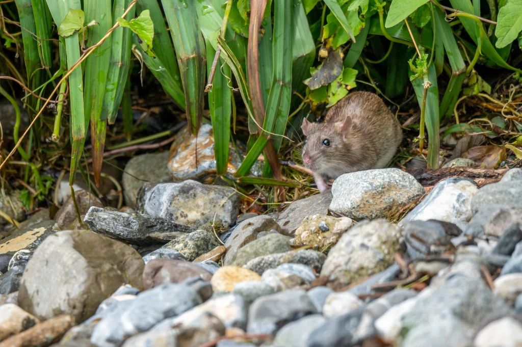 Szczury uwielbiają te miejsca w ogrodzie