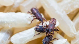 Te szkodniki pojawiają się w kuchni równie często jak mole. Tak je wypędzisz