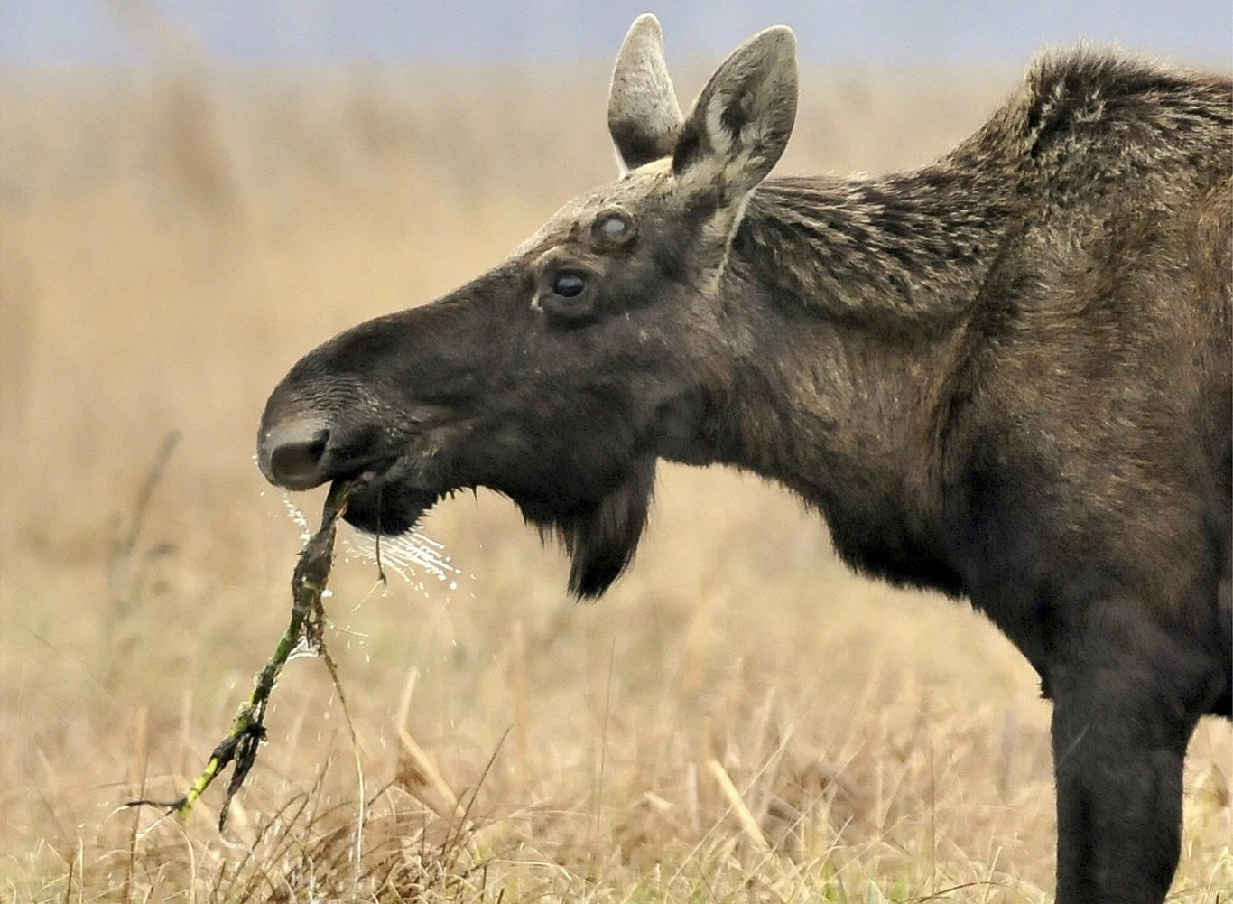Ponad 20 lat temu gatunek łosia w Polsce znalazł się w dramatycznej sytuacji na skutek polowań Ponad 20 lat temu gatunek łosia w Polsce znalazł się w dramatycznej sytuacji na skutek polowań
