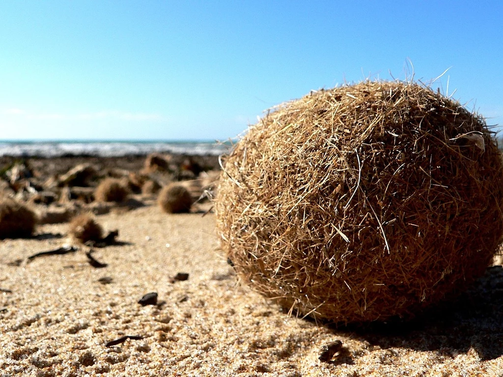 Duża, brązowa kula włóknistego materiału leży na piaszczystej plaży, w tle widać morze, a wokół niej rozsiane są mniejsze kule podobnego materiału.