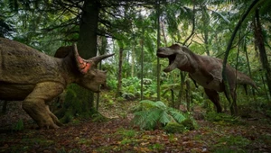 Zaatakował wielki tyranozaur. Widzimy siłę ataku. To oszustwo mogło działać