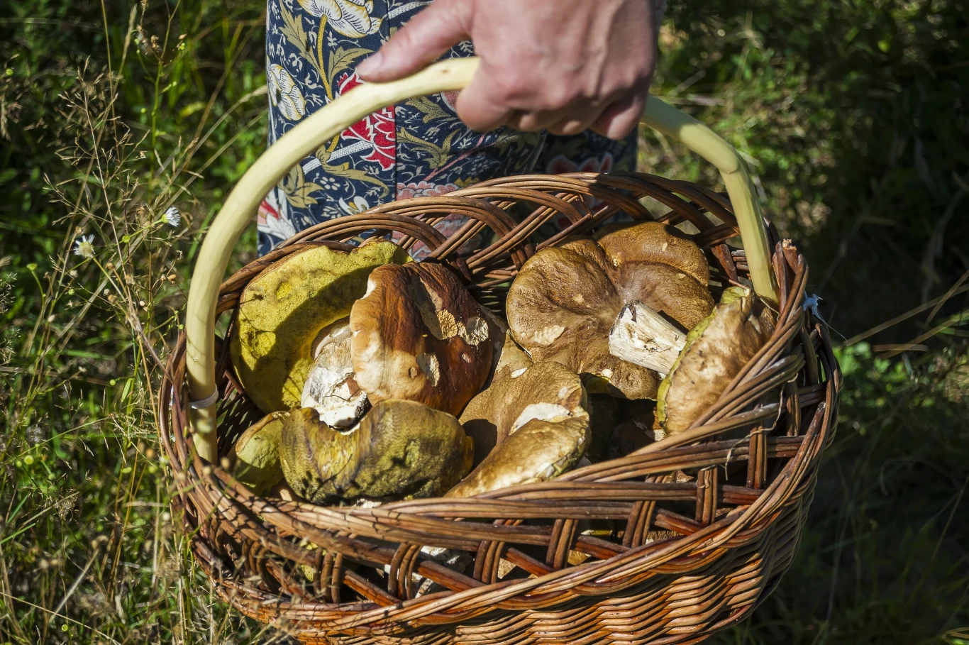 Ręka trzyma wiklinowy kosz wypełniony świeżo zebranymi borowikami, na tle trawy i liści.