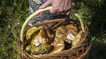 Wysyp grzybów w okolicy Krakowa. W tych lasach obrodziło po deszczu
