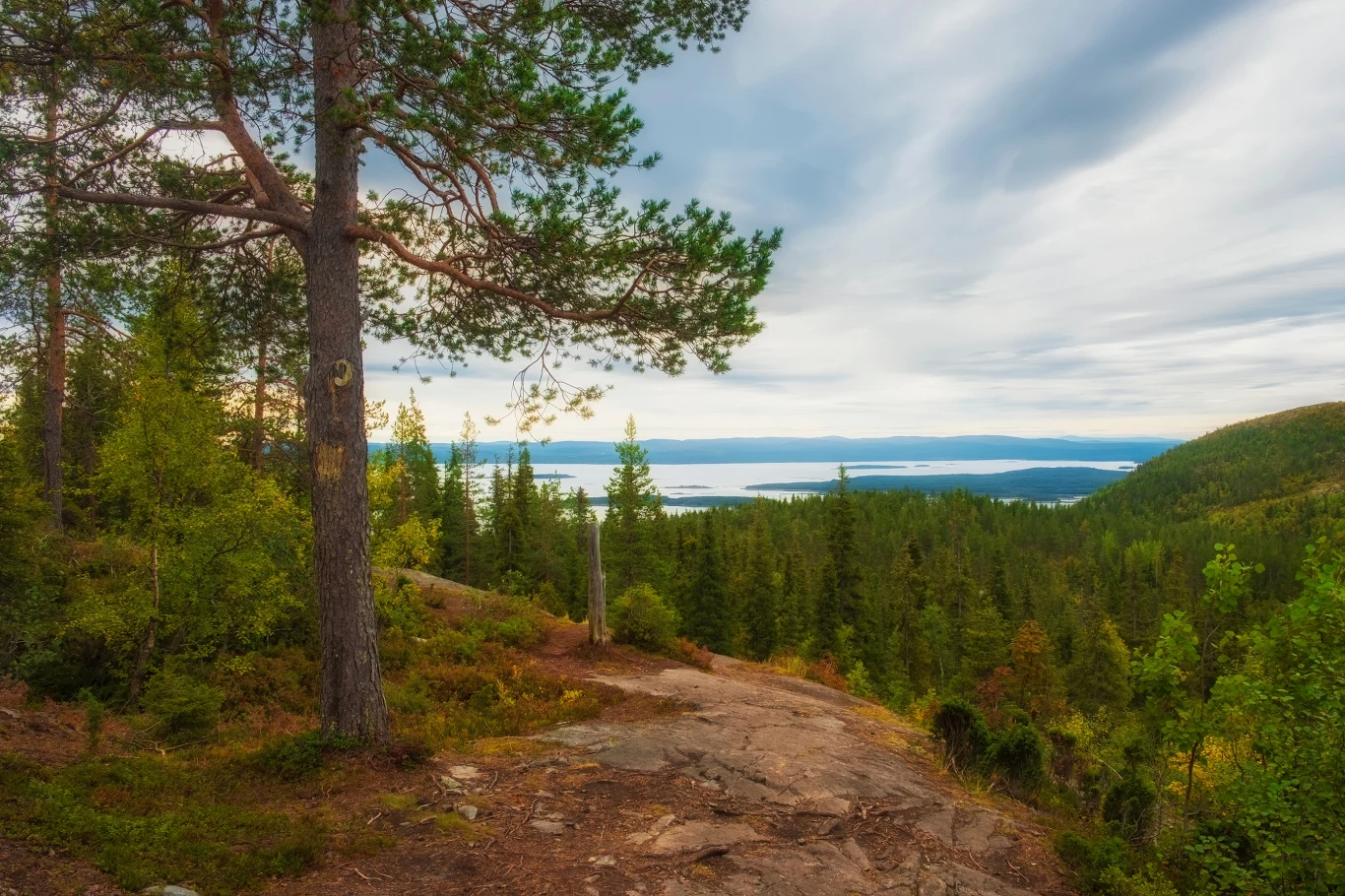 Finowie uwielbiają spacery po lesie