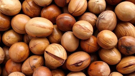 Ekstrakt z orzecha kola był pierwotnym składnikiem Coca-Coli