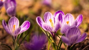 Te krokusy kwitną jesienią. Wszyscy pozazdroszczą ci kolorowego dywanu w ogrodzie