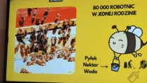 Zdjęcie przedstawia grupę pszczół na plastrze miodu oraz rysunkową pszczołę z informacjami edukacyjnymi dotyczącymi liczby pszczół robotnic w jednej rodzinie i zbieranych przez nie surowców.