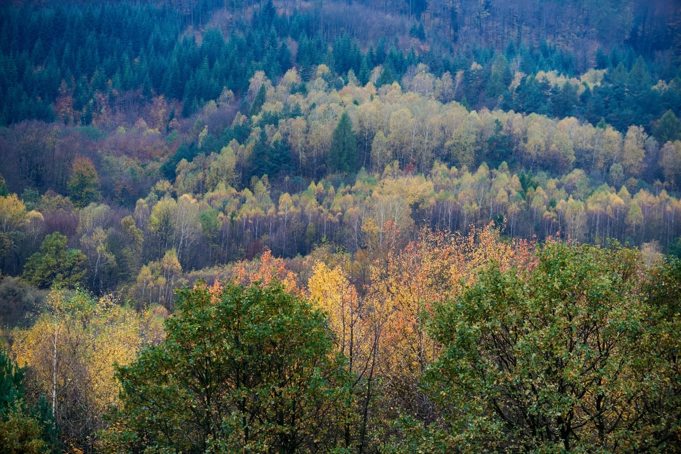 Bieszczady to kraina dzikiej natury. Jesienią wygląda majestatycznie Kolorowy las w jesiennej odsłonie, drzewa o różnorodnych odcieniach liści od zieleni poprzez żółcie do pomarańczy i brązów, tło stanowią ciemnozielone drzewa iglaste, całość utrzymana w naturalnych, spokojnych barwach.