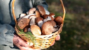 Gdzie na grzyby w Wielkopolsce? Lista najpewniejszych miejsc