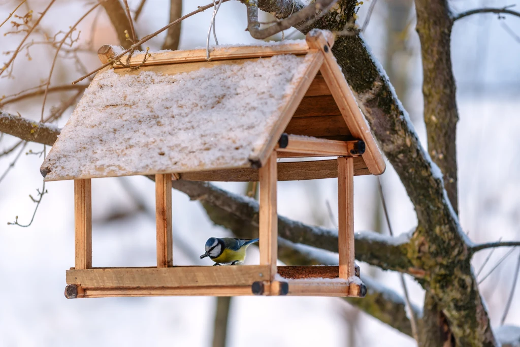 Kiedy należy rozpocząć dokarmianie ptaków?