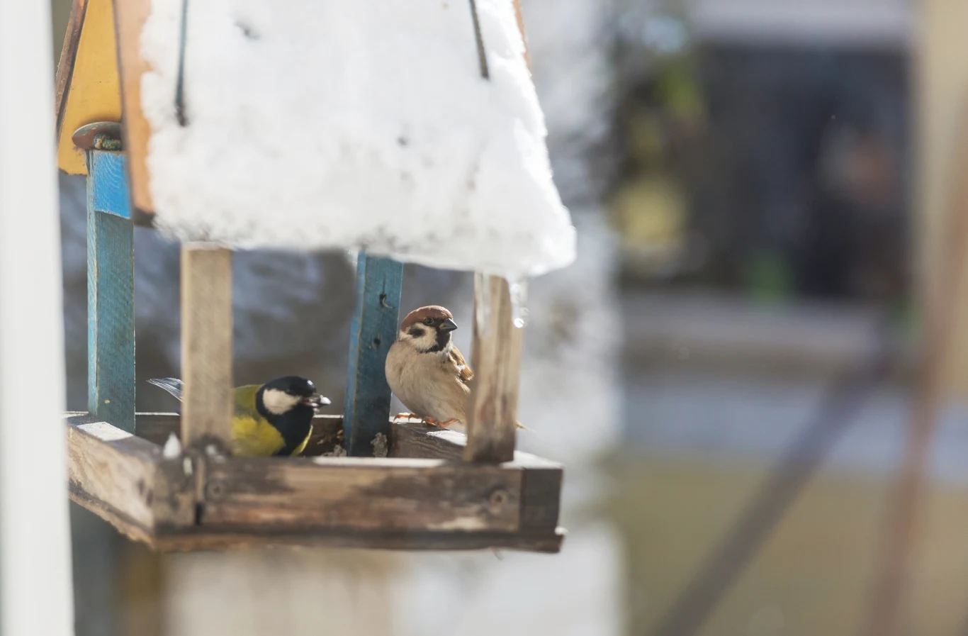 Dwa ptaki siedzą na drewnianym karmniku pokrytym śniegiem; jeden z nich to sikorka, drugi wróbel.