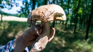 O świcie czy w południe? Jak wybrać najlepszy czas na zbieranie grzybów?