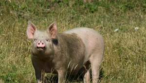 Przewozili świnię w walizce, wpadli na granicy. Coraz większy niepokój