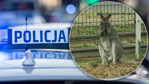Kangur biega po ulicach Krakowa