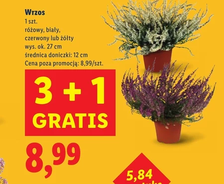 Wrzos Ok.