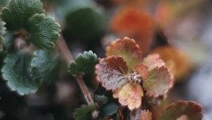 Rośnie w trzech miejscach w Polsce. Potrafi przetrwać arktyczne warunki