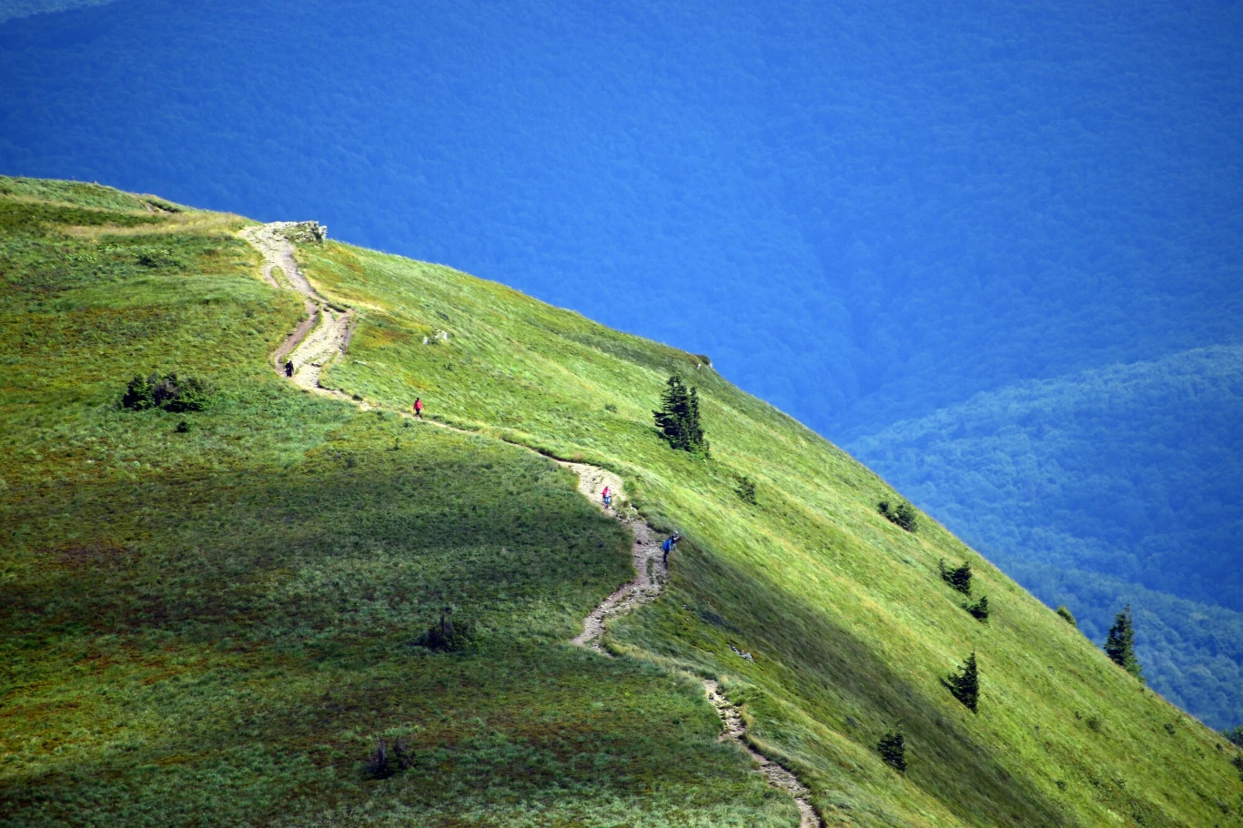 Zielony grzbiet górski z wijącą się ścieżką prowadzącą przez trawiaste wzniesienia, kilka rozproszonych krzewów i samotnych drzew, w tle rozpościera się panorama gór pokrytych lasem.