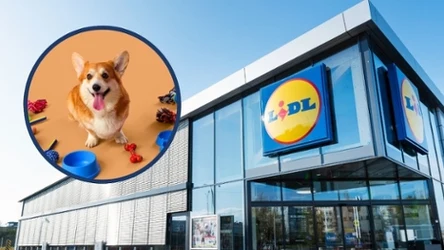 Twój pupil oszaleje ze szczęścia! Zobacz, co czeka na niego w Lidlu