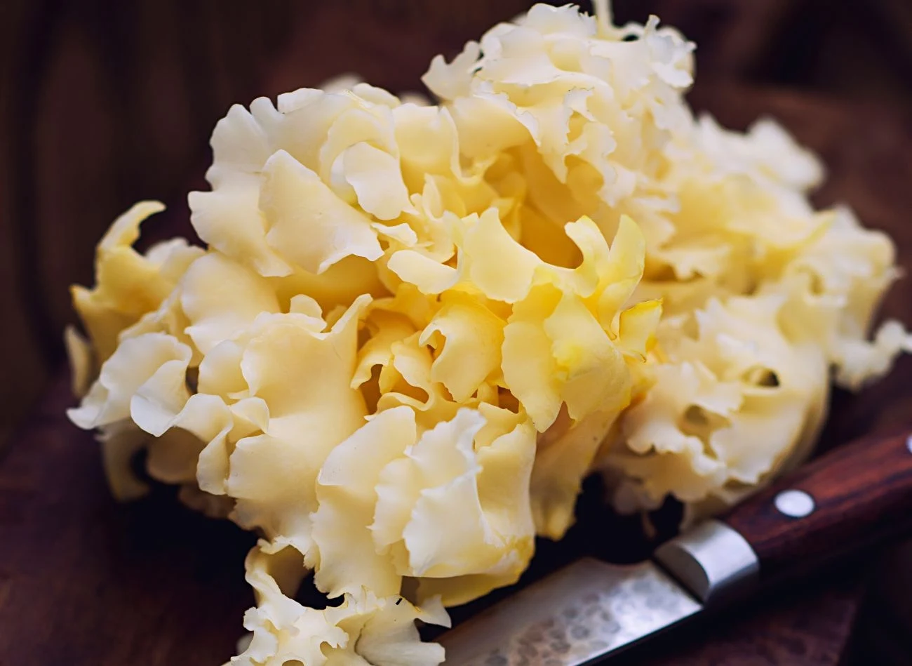 Siedzuń sosnowy coraz częściej pojawia się w dyskusjach o naturalnych produktach funkcjonalnych Siedzuń sosnowy coraz częściej pojawia się w dyskusjach o naturalnych produktach funkcjonalnych