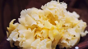 Siedzuń sosnowy coraz częściej pojawia się w dyskusjach o naturalnych produktach funkcjonalnych