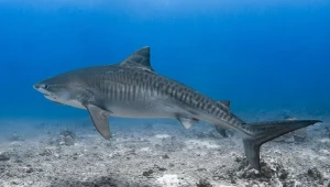 U wybrzeży Morza Czerwonego pojawił się gatunek szczególnie niebezpieczny dla ludzi – żarłacz tygrysi