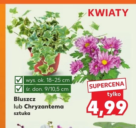 Chryzantema