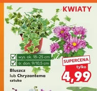 Chryzantema