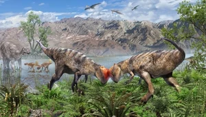Nowy dinozaur znaleziony w Mongolii. Walił z główki, nie zastanawiał się