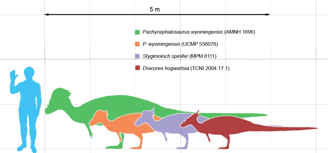 Sylwetki czterech różnych dinozaurów porównanych z postacią ludzką na tle siatki z podziałką długości 5 metrów, opatrzone legendą wyjaśniającą przynależność poszczególnych kolorów do nazw gatunków