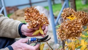 Hortensje przekwitły? Ogrodnik zdradza, czy warto obcinać kwiaty