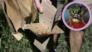 Odpalili biologiczną bombę nad Morzem Śródziemnym. To będzie inwazja