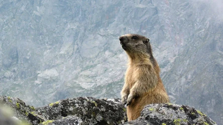 Czy świstak tatrzański jest pod ochroną? 