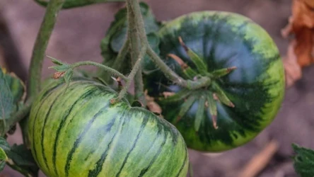 Pomidor Green Zebra.