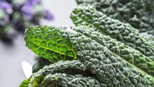 Jarmuż toskański ma charakterystyczną fakturę liści, niczym skóra dinozaura