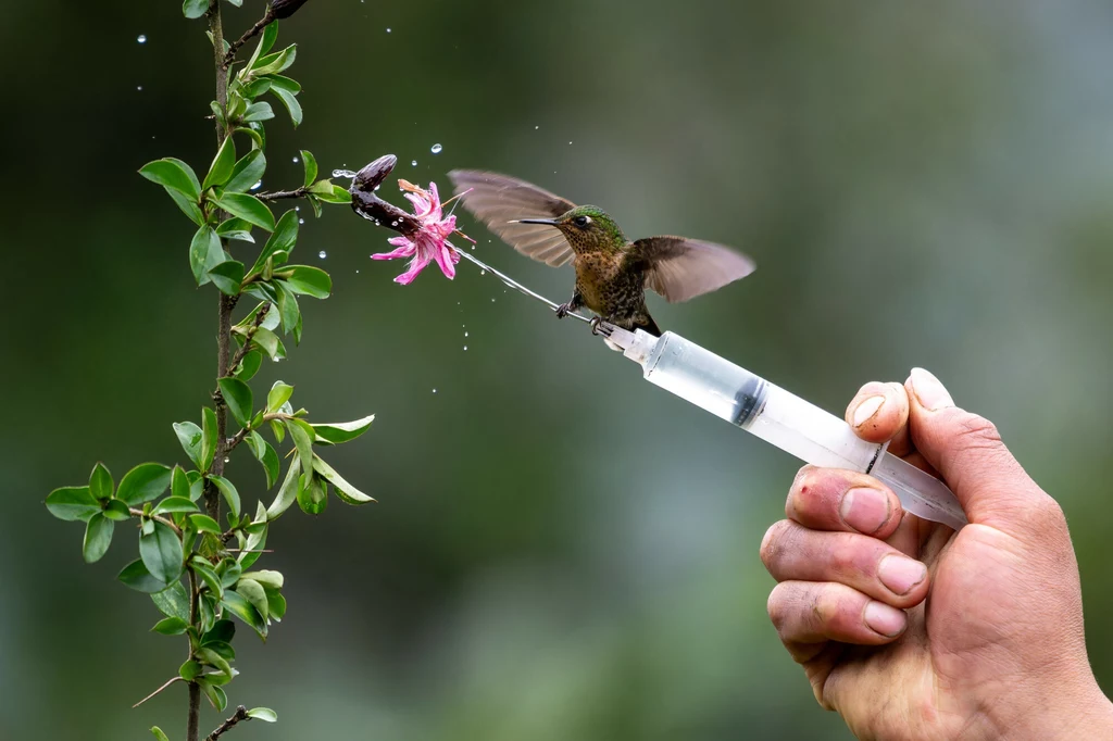 Metalik krasnosterny na krzewie bernardezji. Kolibry napełniają swe małe ciała cukrami Metalik krasnosterny na krzewie bernardezji. Kolibry napełniają swe małe ciała cukrami