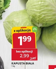 Kapusta biała