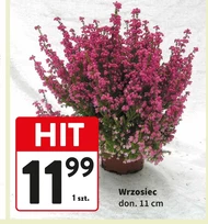 Wrzosiec Hit
