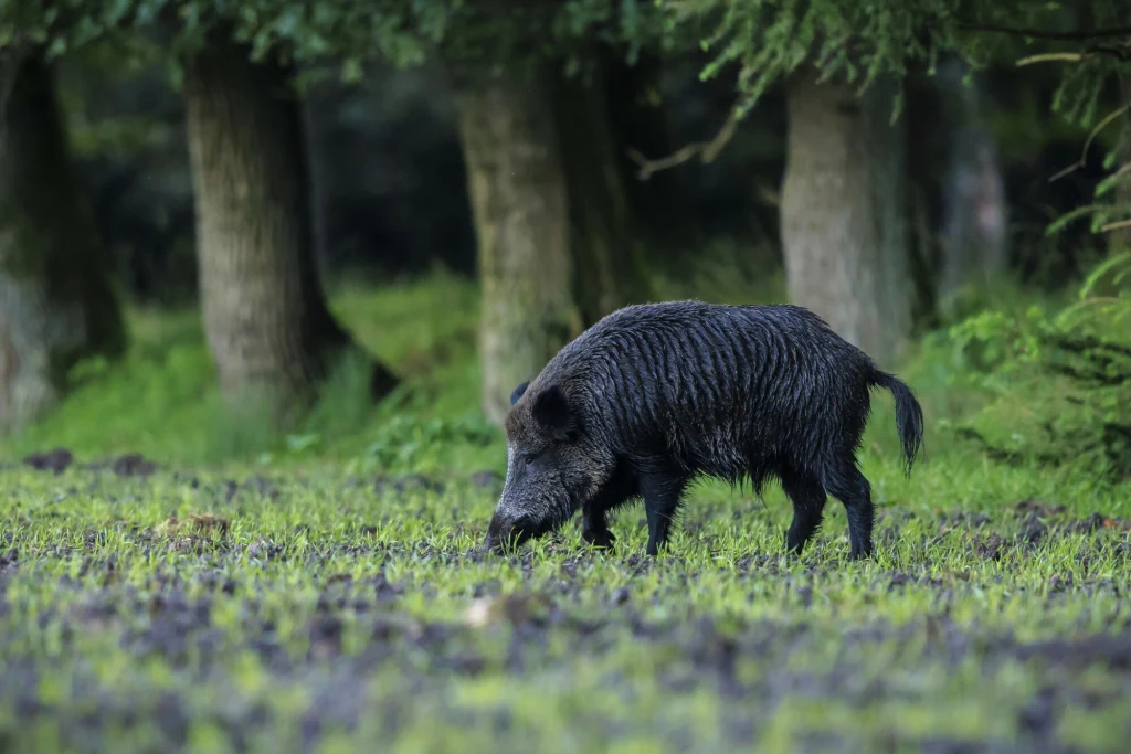 Czy eksterminacja to jedyne rozwiązanie kwestii dzików w miastach? Dziki wędrujący po zielonej polanie, w tle wysokie drzewa, naturalne, leśne otoczenie.