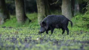 Podrzucono chorego dzika? Rząd mówi o sabotażu. Uwagę zwraca ten szczegół
