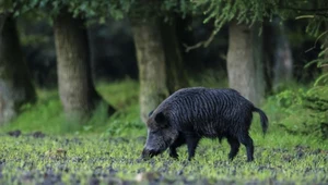 Nocne polowania na dziki w Katowicach. Mieszkańcy przerażeni 
