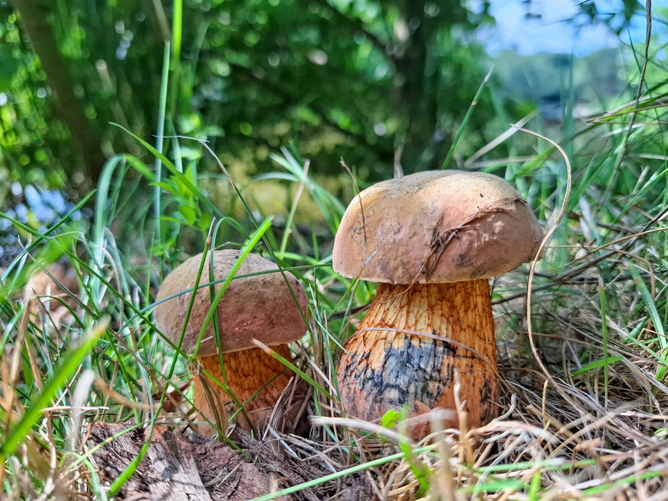 Dwa borowiki rosnące wśród trawy i liści w lesie, otoczone naturalną zielenią drzew, w tle delikatne światło słoneczne przedzierające się przez liście.