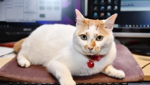 Dlaczego koty wylegują się na klawiaturach laptopów? Jest jeden trop