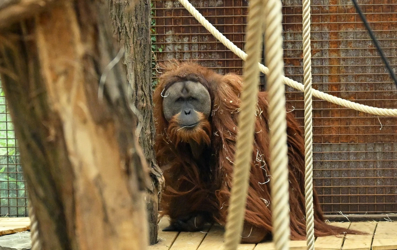 Krytycznie zagrożony Pongo tapanuliensis Orangutan z długą rudą sierścią siedzi na drewnianym podłożu, w otoczeniu lin i gałęzi, za siatką ogrodzenia.