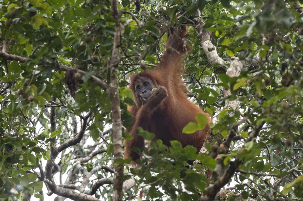 Orangutan wiszący na gałęziach drzew, otoczony gęstą zielenią lasu tropikalnego