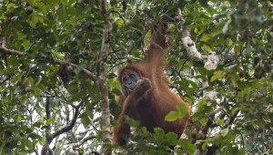 Populacja licząca zaledwie 800 osobników sprawia, że orangutany Tapanuli są zatem najbardziej zagrożonym gatunkiem małp człekokształtnych.